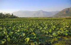 India imports about 30 per cent of around 35 million tonnes needed each year for its vast agriculture sector, and China was its second-largest supplier last year.