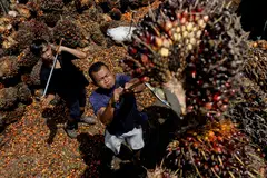 INDONESIAN lawmakers on Thursday (May 19) requested that the government review an export ban on palm oil, as industry groups warned that one of the country's leading economic contributors could grind to a halt in coming weeks as storage nears full capacity.