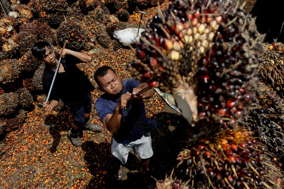 INDONESIAN lawmakers on Thursday (May 19) requested that the government review an export ban on palm oil, as industry groups warned that one of the country's leading economic contributors could grind to a halt in coming weeks as storage nears full capacity.