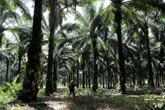 Analysts expect Malaysia's palm oil production yields to improve as the rains have subsided. A strong recovery, however, is unlikely due to prominent signs of tree stress which could lead to lower productivity. 