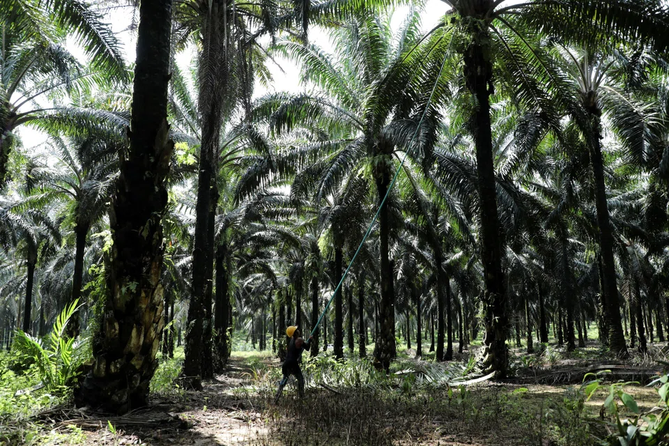 Analysts expect Malaysia's palm oil production yields to improve as the rains have subsided. A strong recovery, however, is unlikely due to prominent signs of tree stress which could lead to lower productivity. 