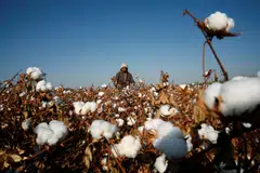 The crop in Xinjiang, which accounts for about 90 per cent of China’s cotton, is currently at risk from high temperatures and hailstorms, just a few months after cold weather disrupted sowing. 