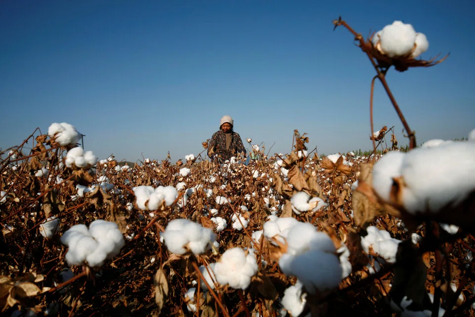 The crop in Xinjiang, which accounts for about 90 per cent of China’s cotton, is currently at risk from high temperatures and hailstorms, just a few months after cold weather disrupted sowing. 