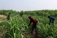 Millers in the world’s third-biggest producer are seeing the lowest yield from crushed cane in at least 13 years.