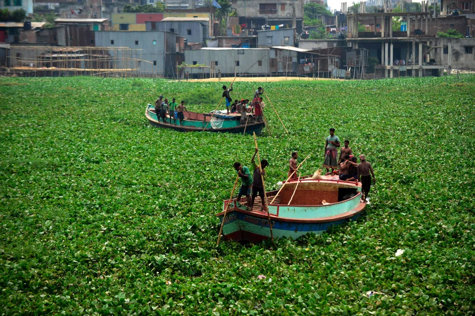 Bangladeshi boatmen navigate through dense water hyacinths on the Buriganga river in Dhaka. Eastern Africa's Lake Victoria has been similarly infested with this invasive plant species.   