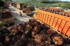 Malaysia is still reviewing the viability of a temporary cut of a crude palm oil export tax, the Commodities Ministry said on Friday, after Indonesia lifted an export ban that has rattled the market.