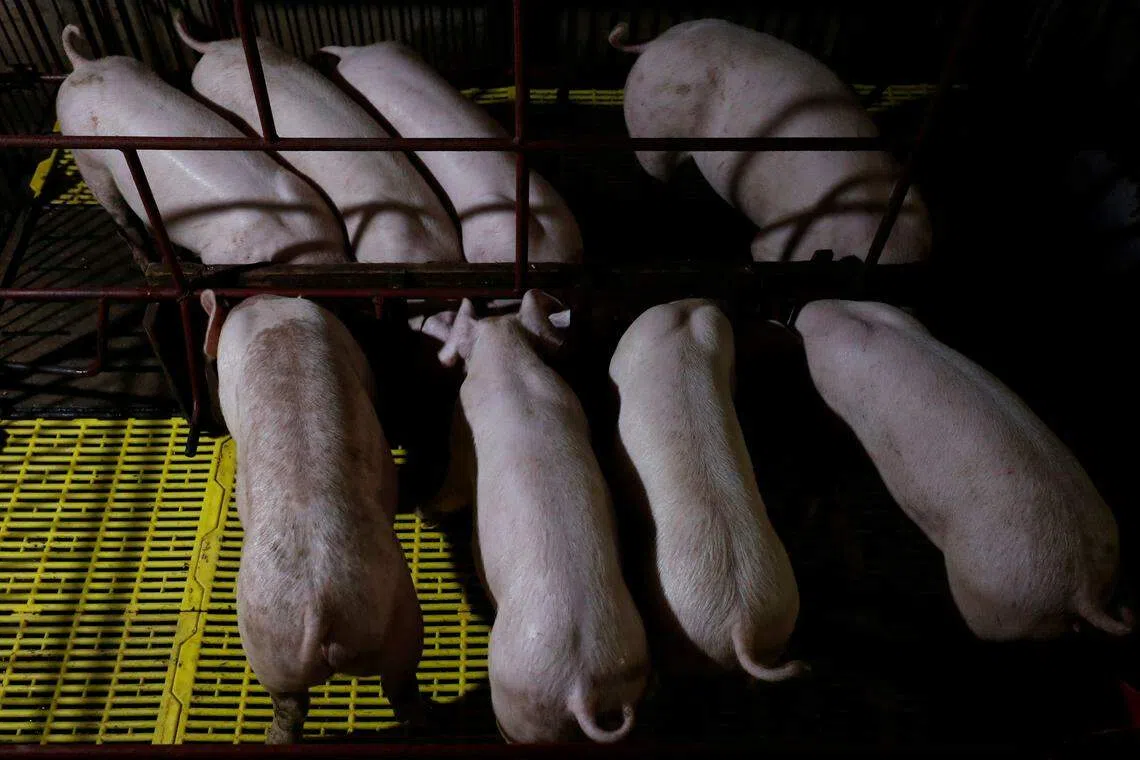 Countries are eager for vaccines against African swine fever (ASF), which is incurable and has a high fatality rate, resulting in heavy losses for farms that become infected.