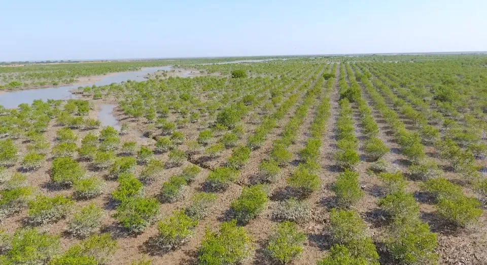 The Delta Blue Carbon project in Pakistan is expected to produce 128 million carbon credits over its 60-year lifetime and sequester 142 million tonnes of carbon from the atmosphere. 