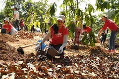 The launch of the OCBC Arboretum at the Singapore Botanic Gardens involved the planting of 160 Dipterocarps trees by 180 OCBC and Bank of Singapore staff and their family members.