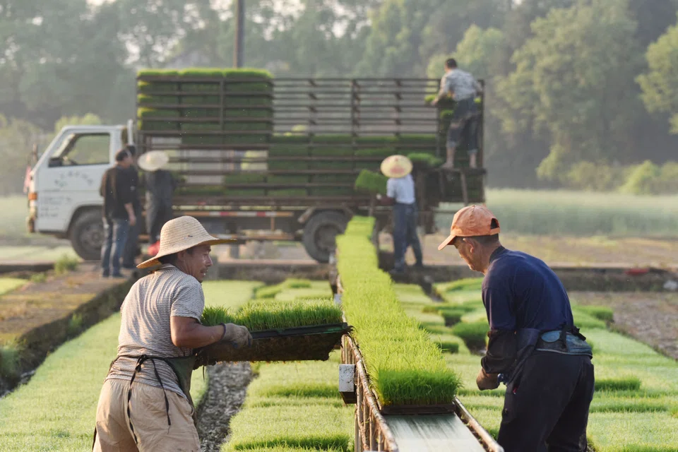 CHINA'S food reserves bureau said it will implement a minimum purchase price for early indica rice ahead of schedule, though did not specify an exact date.