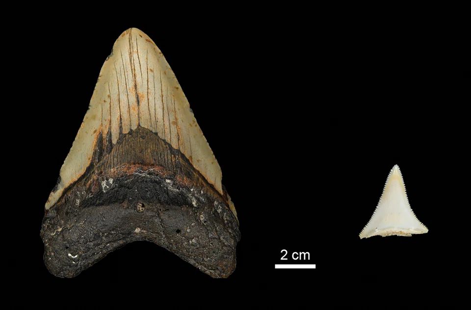 Tooth size comparison between the extinct shark megalodon and a modern great white shark is seen in this undated image. 