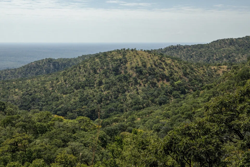 For countries with dense rainforests, mangrove swamps or other natural carbon sinks, carbon credits are increasingly considered alongside valuable minerals and metals like gold, lithium or copper.