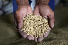Two trade sources said earlier this week that some rice exporters in Thailand and Vietnam were re-negotiating prices on sales contracts for around half a million tonnes for August shipment as India’s ban tightens global supplies.