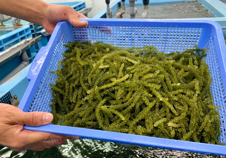 Omibudo are grown in farms using seawater piped in directly from the ocean.