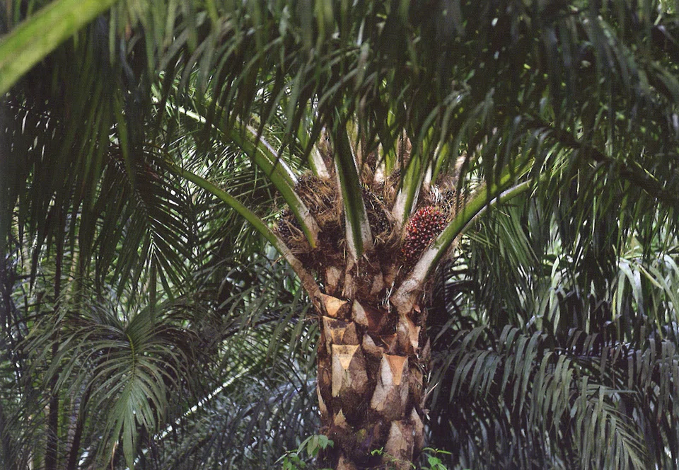 CGS-CIMB has downgraded its call on Golden Agri-Resources to “hold” from “add”, as profit margins of the palm oil producer could take a hit from Indonesia’s palm oil export bans.