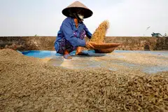Exporters in Thailand and Vietnam are rushing to cover rice supplies from farmers who have raised prices following a surge in the world market, putting millions of US dollars' worth of deals at risk.
