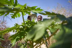 A plant in a nursery in Zimbabwe being watered. The IMF report says that 39 countries that are home to nearly a billion people and 43 per cent of the world's poor are classified as fragile and conflict-affected states. More than half of these nations disproportionately hit by climate change are in Africa.
