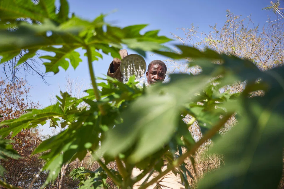 A plant in a nursery in Zimbabwe being watered. The IMF report says that 39 countries that are home to nearly a billion people and 43 per cent of the world's poor are classified as fragile and conflict-affected states. More than half of these nations disproportionately hit by climate change are in Africa.