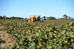 Farmers are facing a choice between selling grapes at a huge loss or keeping costs to a minimum and not harvesting.