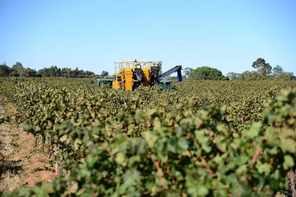 Farmers are facing a choice between selling grapes at a huge loss or keeping costs to a minimum and not harvesting.
