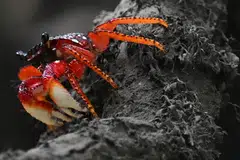 One of the framework’s 23 targets is to help mobilise public and private sector players to funnel US$200 billion per year to conservation initiatives by 2030.