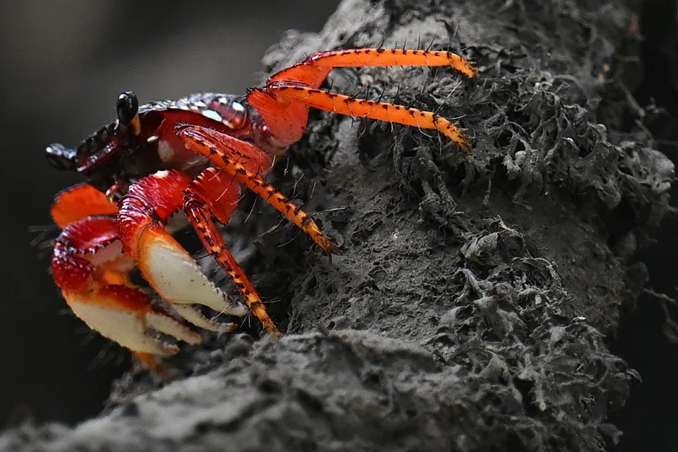 One of the framework’s 23 targets is to help mobilise public and private sector players to funnel US$200 billion per year to conservation initiatives by 2030.