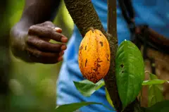 The world’s biggest cocoa producer Ivory Coast is expected to see its upcoming harvest shrink by nearly a fifth from last year, and has suspended sales that bind farmers to delivering goods at specified times in the future.