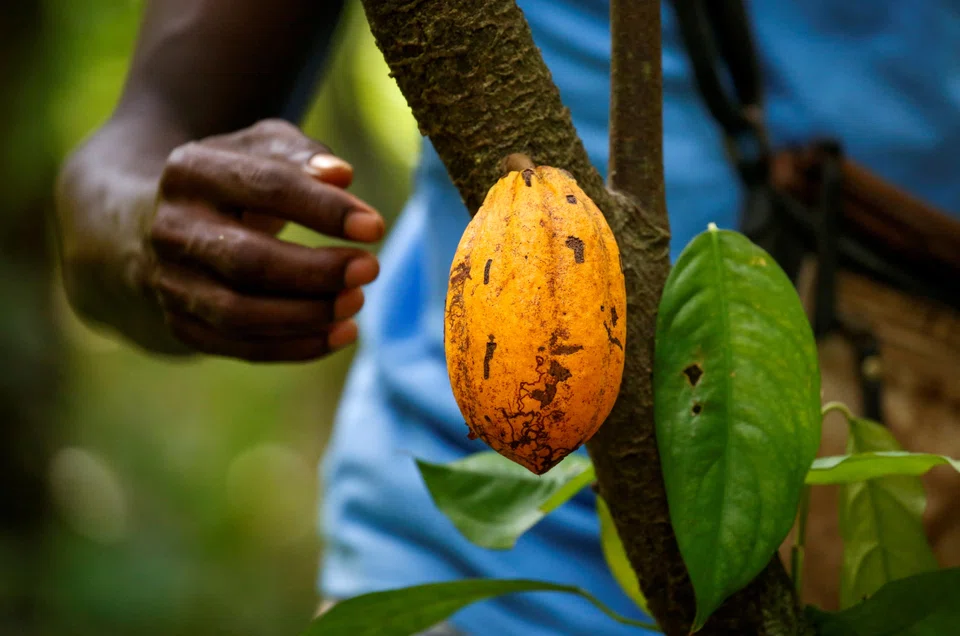 The world’s biggest cocoa producer Ivory Coast is expected to see its upcoming harvest shrink by nearly a fifth from last year, and has suspended sales that bind farmers to delivering goods at specified times in the future.