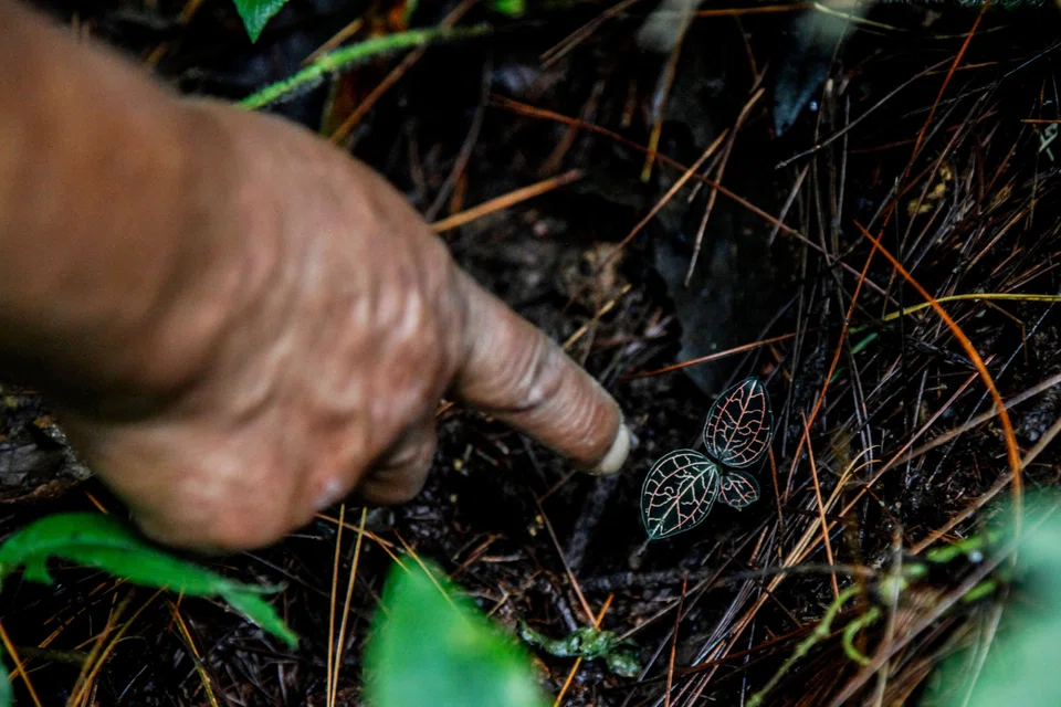 Musimin pointing out clusters of the indigenous flowers he has been salvaging for years.