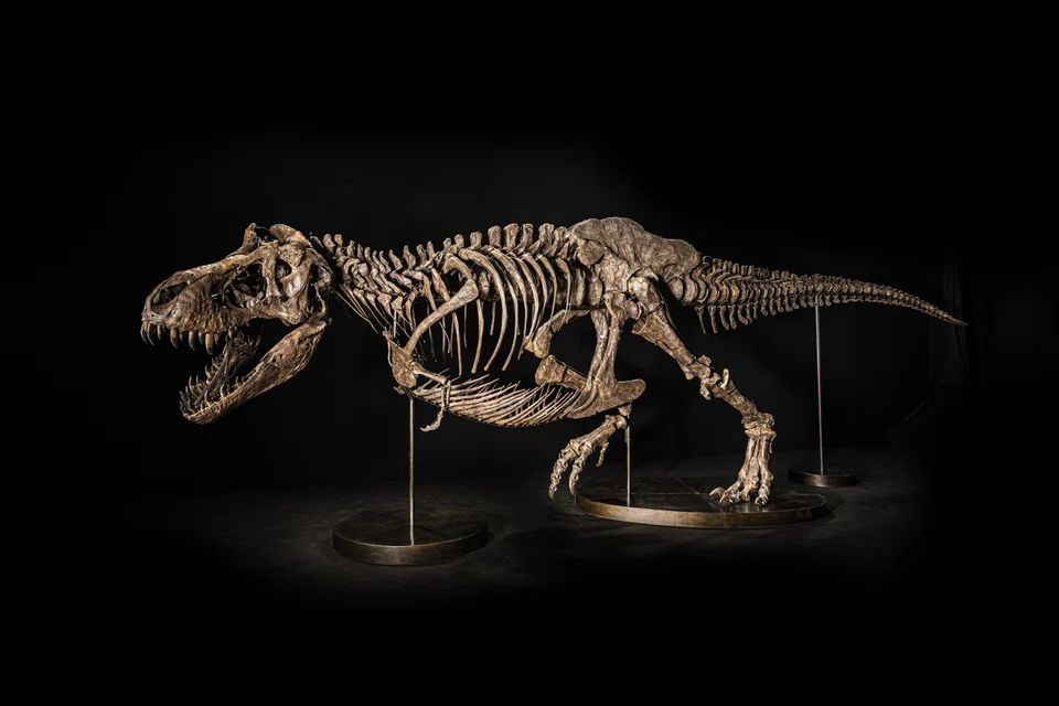 The winning bidder will gain full ownership rights and all soft assets relating to Shen, the T-Rex fossil, including the permission to rename the skeleton. 