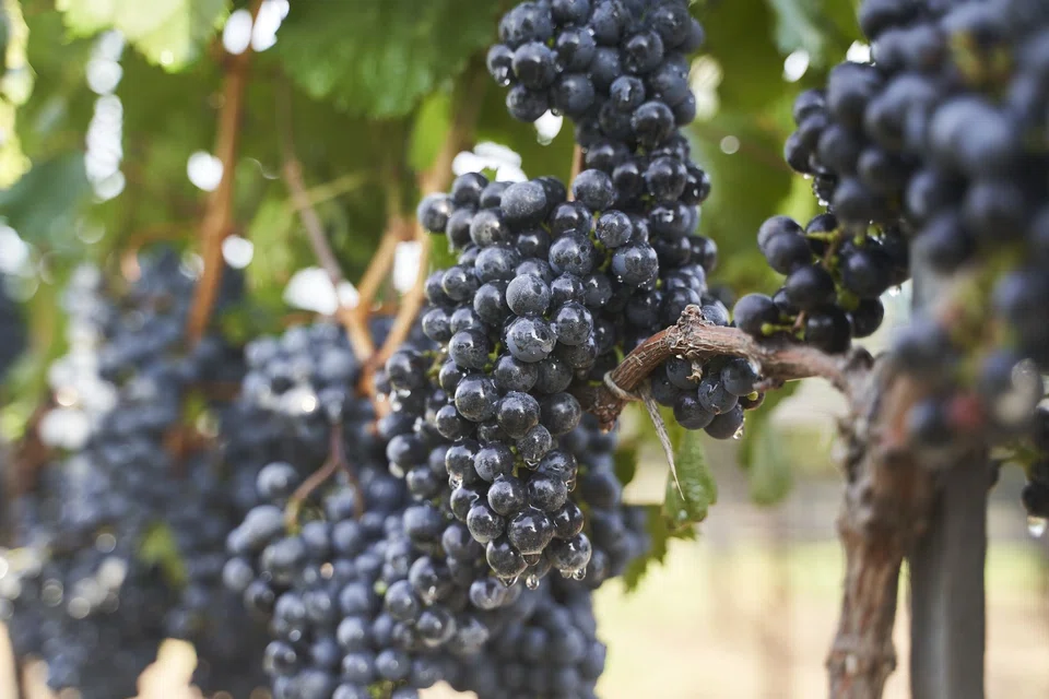 The local New Mexico wine story goes back to 1629, when Spanish missionaries smuggled in vines from Spain at a time when Spanish law forbade their export.