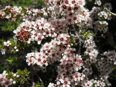 Manuka honey is made by bees that pollinate the Leptospermum scoparium, or manuka tree, which grows throughout New Zealand and in some parts of Australia. 