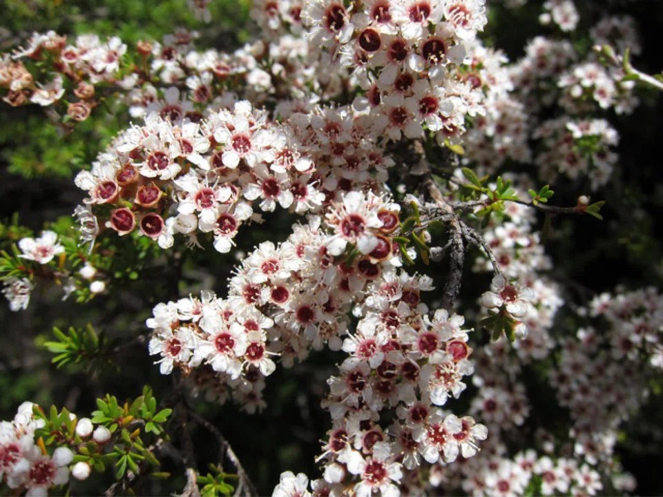 Manuka honey is made by bees that pollinate the Leptospermum scoparium, or manuka tree, which grows throughout New Zealand and in some parts of Australia. 