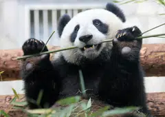 The giant panda's false thumb lets it hold bamboo to eat but not rotate the food as a true thumb would allow.