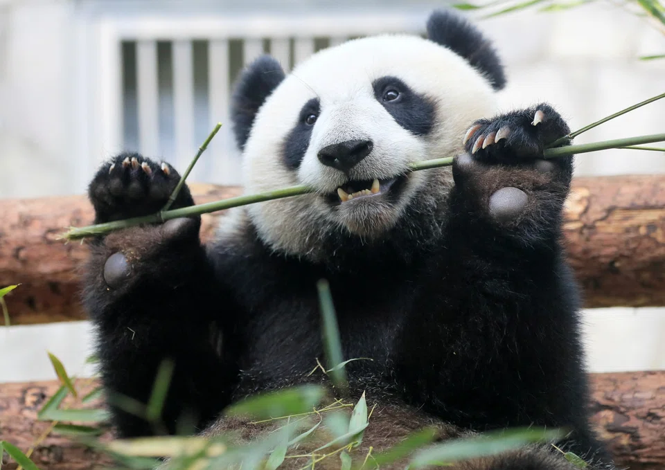 The giant panda's false thumb lets it hold bamboo to eat but not rotate the food as a true thumb would allow.