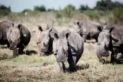 Over the next decade, the Rhinos will be reintroduced to protected areas across Africa, where numbers have been decimated by a century of legal hunting and poaching. 