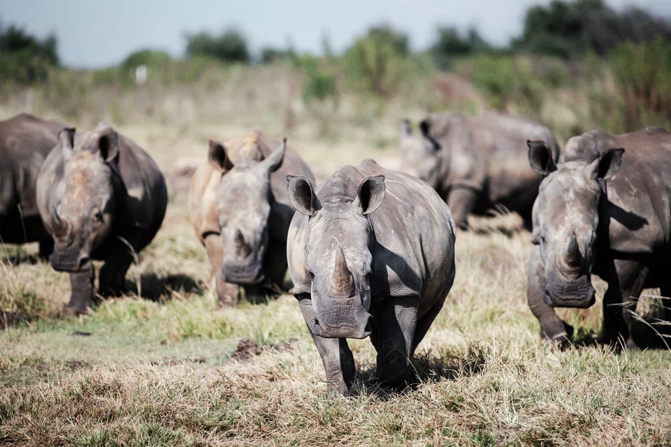 Over the next decade, the Rhinos will be reintroduced to protected areas across Africa, where numbers have been decimated by a century of legal hunting and poaching. 