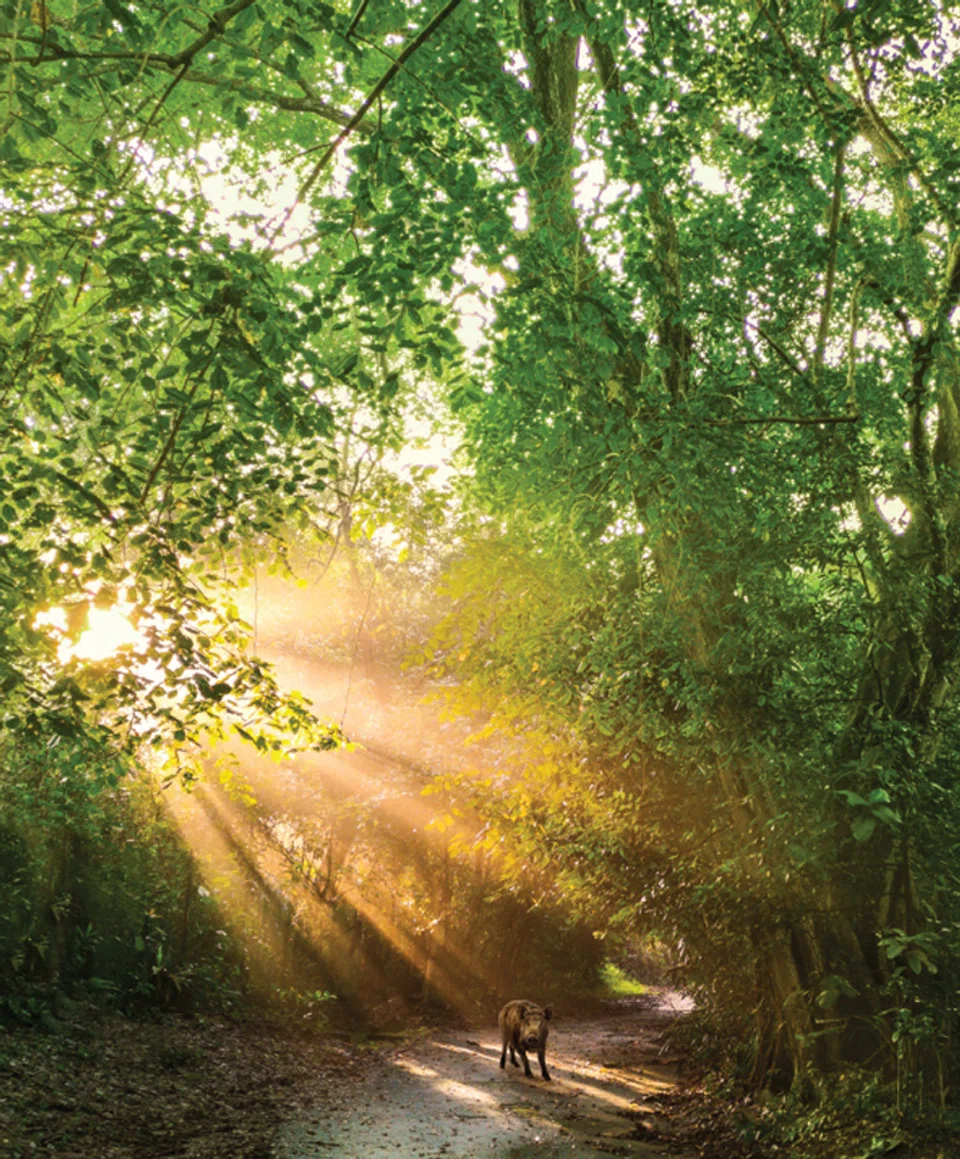 Nature can play a powerful role in providing solutions to climate change, yet it receives just a sliver of global climate funding. 