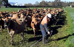 The manner in which Canada is implementing dairy tariff rate quotas is inconsistent with its obligations under the CPTPP, New Zealand Trade Minister Damien O’Connor said in a statement.