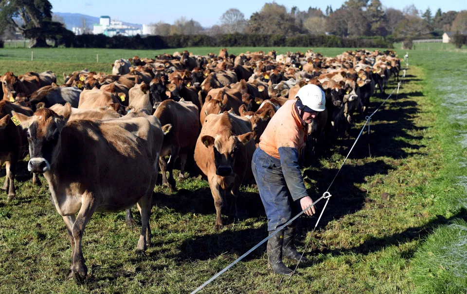 The manner in which Canada is implementing dairy tariff rate quotas is inconsistent with its obligations under the CPTPP, New Zealand Trade Minister Damien O’Connor said in a statement.