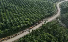 Exporters in Indonesia, the world’s biggest palm oil producer, currently can only ship palm oil four times the amount that they sell domestically.
