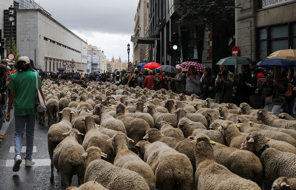 The annual event was revived in 1994 as part of Madrid’s annual Fiesta de la Trashumancia, after the Spanish parliament recognised the traditional routes shepherds used to herd their livestock.