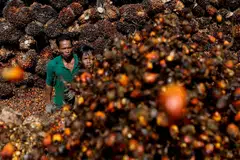 Indonesia clarified on Wednesday the embargo would include all exports of the oilseed and not only products intended for edible oils, as indicated a day earlier.