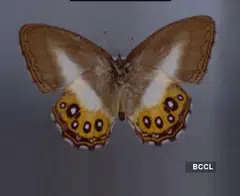 Found in the southwestern Amazon rainforest, the Saurona butterflies are part of a group called Euptychiina, which are difficult to distinguish simply by their physical characteristics. The scientists used genetic sequencing to help tell the new species apart.