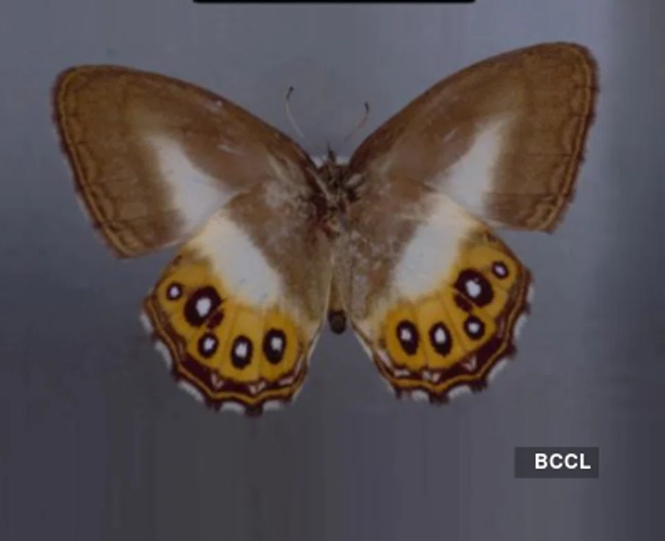 Found in the southwestern Amazon rainforest, the Saurona butterflies are part of a group called Euptychiina, which are difficult to distinguish simply by their physical characteristics. The scientists used genetic sequencing to help tell the new species apart.