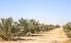 A palm field near Iraq's central city of Karbala; Iraq’s prized trees are central to a push aimed to preserve a long-threatened ancestral culture, whose fruit historically presented prosperity across the Arab world.