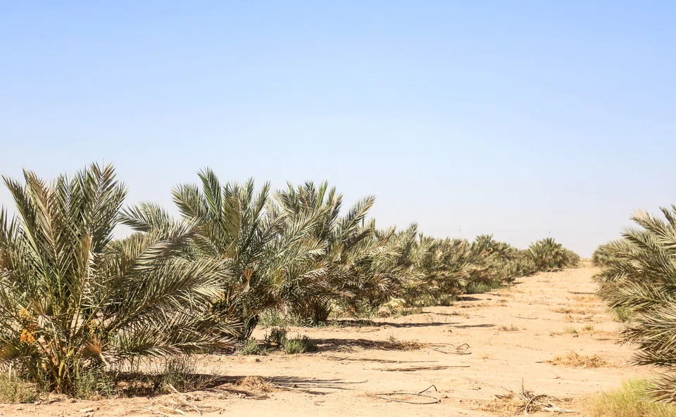 A palm field near Iraq's central city of Karbala; Iraq’s prized trees are central to a push aimed to preserve a long-threatened ancestral culture, whose fruit historically presented prosperity across the Arab world.