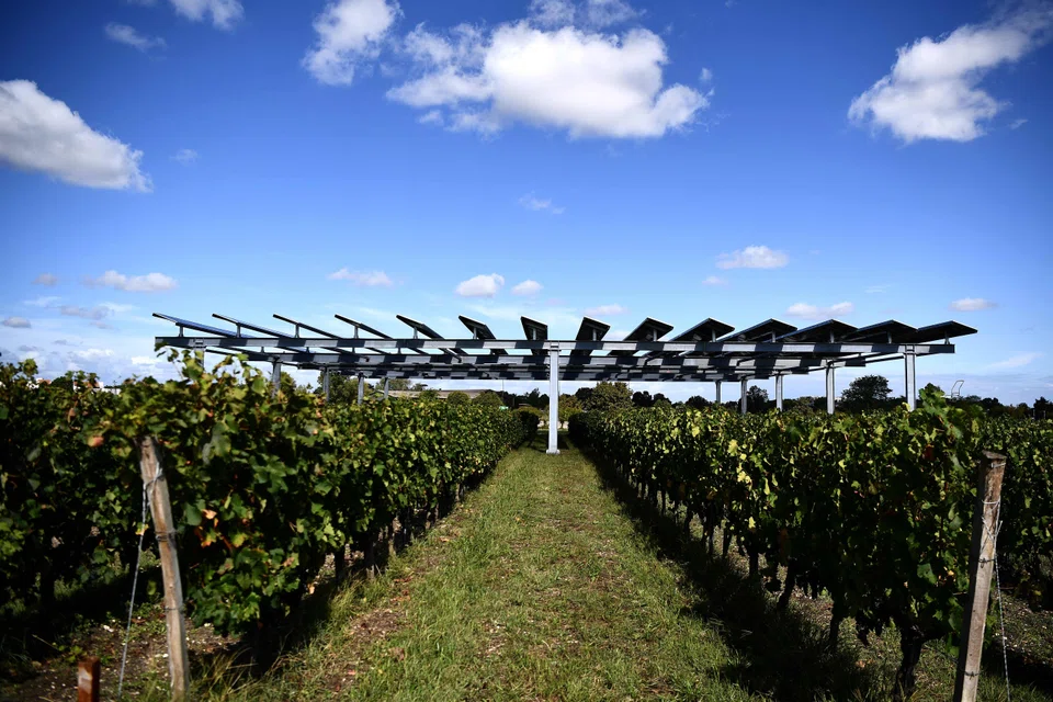 The Vitisolar agrivoltaic installation; France plans to award at least 5 gigawatts per year of so-called contract for difference to help develop photovoltaic projects.