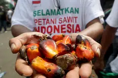 INDONESIA will lift its palm oil export ban from Monday (May 23), following improvements in the domestic cooking oil supply situation, President Joko Widodo said on Thursday