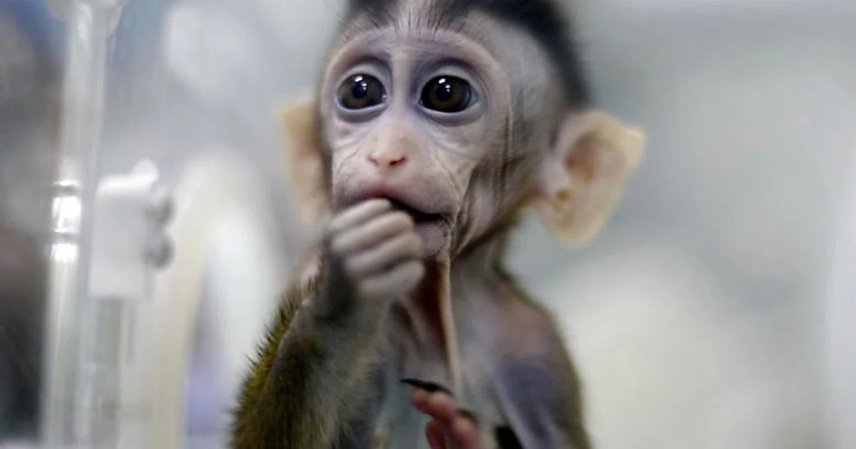 Chinese scientists successfully clone five gene-edited monkeys - The ...
